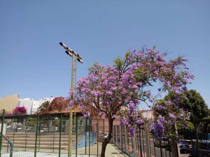 Focos de un parque urbano de Telde (Foto TA)